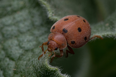 Henosepilachna argus