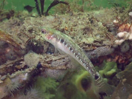 Two-spotted Goby, 4675 RB Sint Philipsland, Nederland, photo 7 of 10