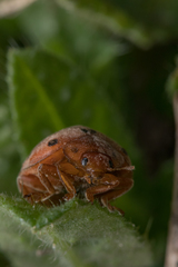 Henosepilachna argus