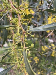 Acacia