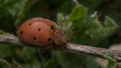 Henosepilachna argus