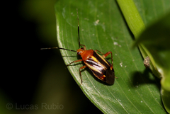 Horciasinus signoreti