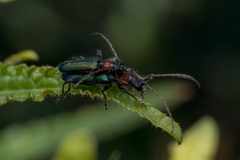 Cartallum ebulinum