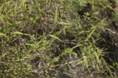 Cleistogenes kitagawae