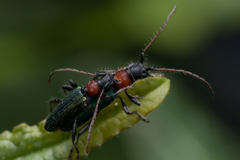 Cartallum ebulinum