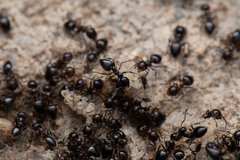 Crematogaster auberti