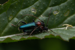 Cartallum ebulinum