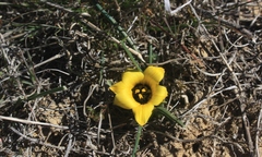 Romulea luteoflora