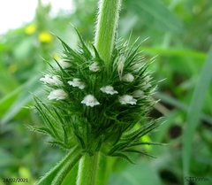 Leucas martinicensis