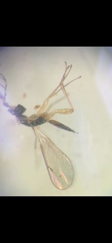 Hemiptarsenus unguicellus