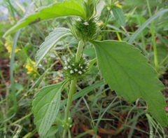 Leucas martinicensis