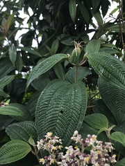 Miconia subseriata