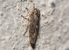 Stenidiocerus poecilus