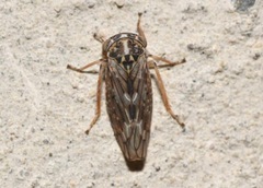 Stenidiocerus poecilus