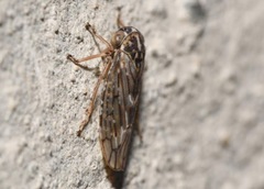 Stenidiocerus poecilus