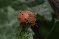 Henosepilachna argus