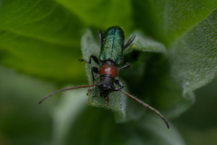 Cartallum ebulinum
