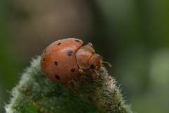 Henosepilachna argus