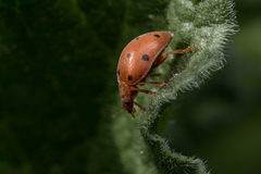 Henosepilachna argus