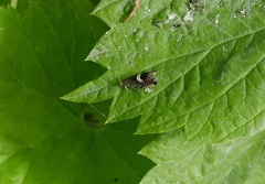 Grapholita discretana