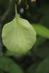 Schizocalyx bracteosa