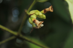 Schizocalyx bracteosa