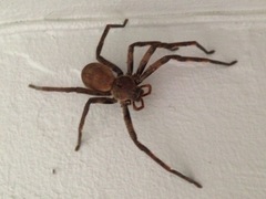 Palystes superciliosus