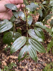 Cinnamomum subavenium