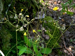 Hieracium sylvularum