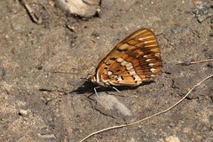 Byblia anvatara acheloia
