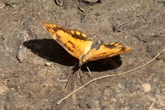 Byblia anvatara acheloia