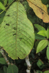 Schizocalyx bracteosa