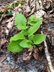 Doronicum austriacum