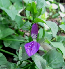 Dicliptera brachiata