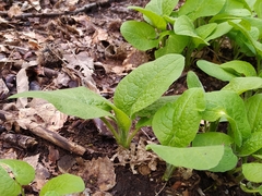 Doronicum austriacum