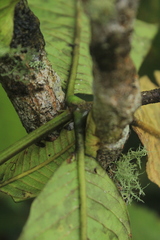 Schizocalyx bracteosa