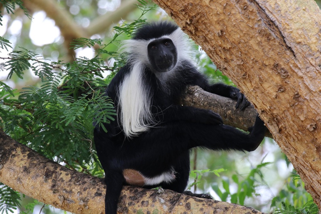 Angola Colobus