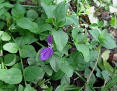 Dicliptera brachiata