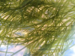Bryopsis corticulans