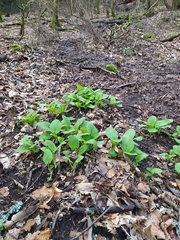 Doronicum austriacum