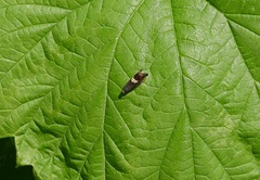 Grapholita discretana