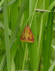 Ostrinia palustralis
