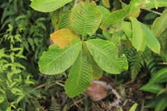 Schizocalyx bracteosa