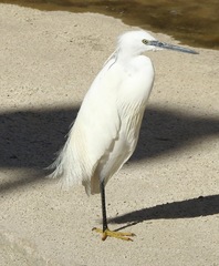 Egretta garzetta