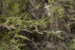 Cleistogenes kitagawae