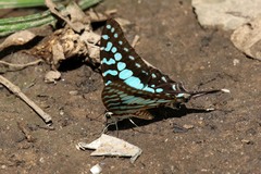Graphium antheus