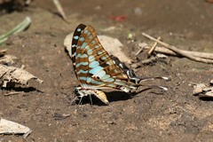 Graphium antheus