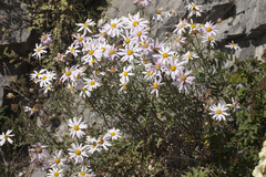 Chrysanthemum sinuatum