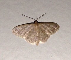 Idaea pilosata