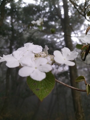 Viburnum furcatum